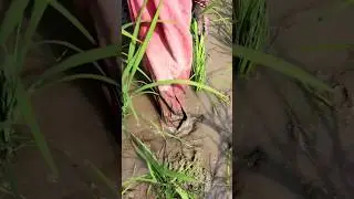 Follow Such Weeding & Stirring Soil #shorts