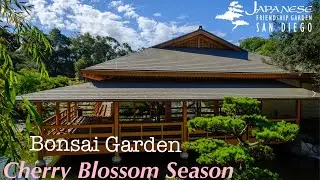 Japanese Friendship Garden / Bonsai Garden / Cherry Blossom Season / San Diego / Mar 2021