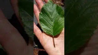 Alnus incana