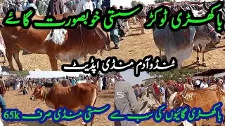 Tando adam cow mandi latets update | Bakhri gay | today update 2025 | All animals vlog