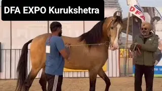 DFA Kurukshetra Pashu Mela DFA कुरुक्षेत्र पशु मेला 2026 DFA horse show kurukshetra 
