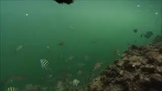 Fish at Bahia Honda State Park, Florida Keys