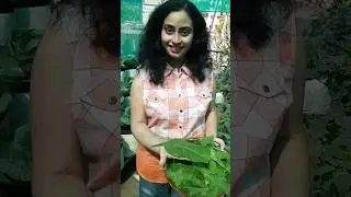 Harvesting Palak from my Terrace garden | Spinach Harvest #shorts #terracetotable #terracegarden