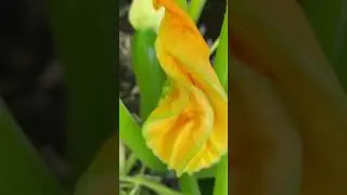 Harvesting #relaxinggarden #shortsfeed #shortsvideo #satifying