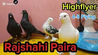 রাজশাহীর লোকাল হাই ফ্লায়ার|| Highflyer|| 100% || 4-5 ঘন্টা উরান|| পায়রা||Rajshahi