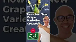 How New Grape Varieties Are Created 🍇 | WSET Level 3 in Wines @thirstyandwise