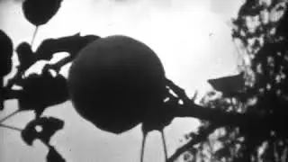 1962   Herfstbeelden Sombeke Elversele