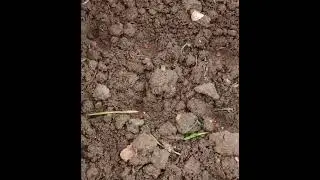 How to grow beetroot seeds 