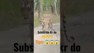 #penchnationalpark #tigerreserve #animals #mptourism #shorts ,,😊😊