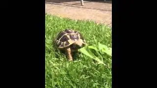 Herman tortoise eating dandelion leaf