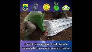 Giat BPP Kec Cijati - Cianjur   Teknik Pemasangan plastik Mulsa dan Monitoring Tan.Bawang merah