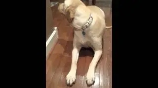 Guilty dog - Anna Bell ate the pizza