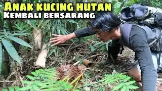 Nih sarang KUCING HUTAN, Dia bersarang di tengah rumput ilalang | ARYA CHANNEL