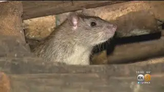 Downtown Worker Reacts To News That LA Holds Spot As Second 'Rattiest' American City