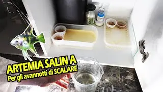 ARTEMIA per i piccoli SCALARI - Il mio allevamento