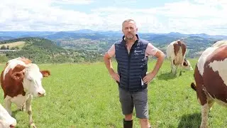 Tout savoir sur la reprise de cyclicité des vaches après vêlage