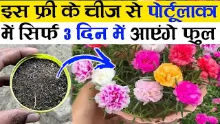 पोर्टूलाका मे सिर्फ 3 दिन में आएंगे फुल | Increase Flowers On Moss Rose | Moss Rose Flowering Tips