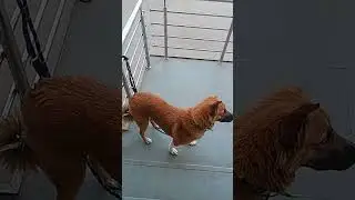 Doges Bhai Fun🐕&zwj;🦺🐕&zwj;🦺#animals #dog #trending #pets 