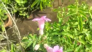 Pink Tecoma Flowers 