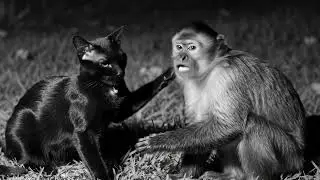monkey + cat at night