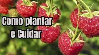FRAMBOESA, COMO PLANTAR E CUIDAR