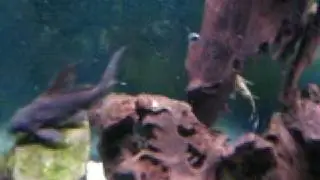 Synodontis Decorus Catfish
