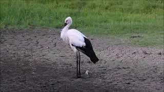 📕 Красная книга! Дальневосточный аист (лат. Ciconia boyciana)/ Oriental Stork / コウノトリ