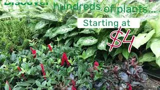 Houseplants For Sale | Nationwide Shipping | Fresh from Our Greenhouse