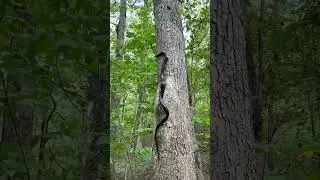 Rat snake climbing white oak tree