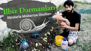 İlbiz dermani. İlbizlərlə mübarizə üsulları. Sümüklü böcek