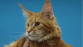 Выставка кошек. Калининград. Ноябрь 2024/Cat show. Kaliningrad