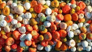Panhandle Pumpkin Patch