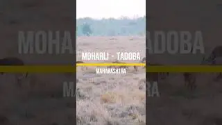 Deer Sighting at Tadoba Tiger Reserve #travel #shorts