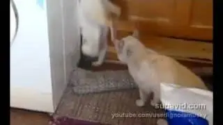 Боевая стойка - Cat fighting pose