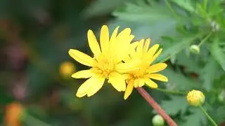 残暑続く・・・ ④マーガレットコスモス！ Golden daisy bush.