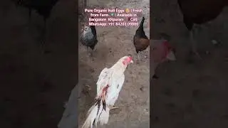 NatiEggs #OrganicEggs #Bangalore #Horamavu #FarmFresh #CountryEggs