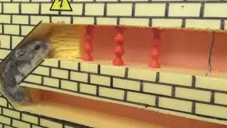 🐹Хомяк сбегает из творческого лабиринта для домашних животных в реальной жизни🐹 в историях о хомяках
