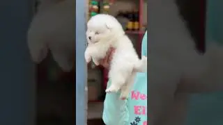 Culture pom puppies for sale #culture #pom #dog