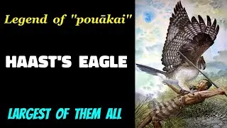 Haast's Eagle || Legend of Pouākai