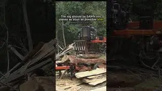 How long should logs dry before milling? #lumber #sawmill #shorts
