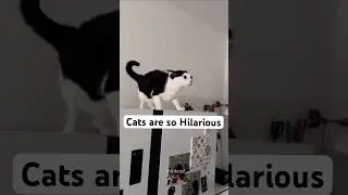 Crab walk Cat