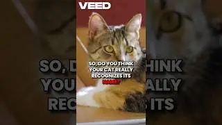 Do Cats Recognize Their Names Surprising Science Behind Feline Behavior #shorts #cat