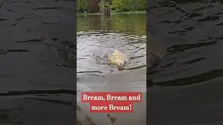 Bream Fishing #bream #breamfishing #feeder #feederfishing #anglinglife #fishingvideo #lake #angling