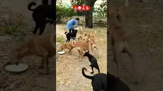 Cute Dog #dog #shortvideo #puppy #doglover#love