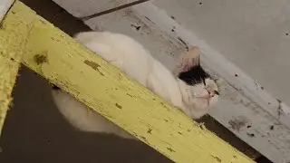 A beautiful cat. It's her favorite place to sit.