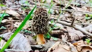Morel Mushrooms (Morchella)