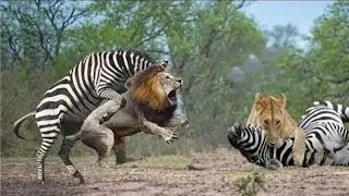 Kids Animal | Kids Animal Videos for Kids | Cartoon Video #kidscentral