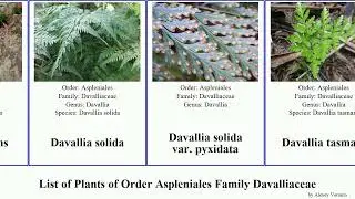 List of Plants of Order Aspleniales Family Davalliaceae humata var repens heterophylla pulchra
