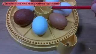 Top 5 Best Egg Incubators Review in 2020