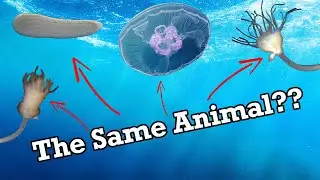 Cnidaria: Stinging Cells and Wacky Reproduction